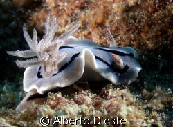 Cromodoris Lochi in Lankayan by Alberto D'este 